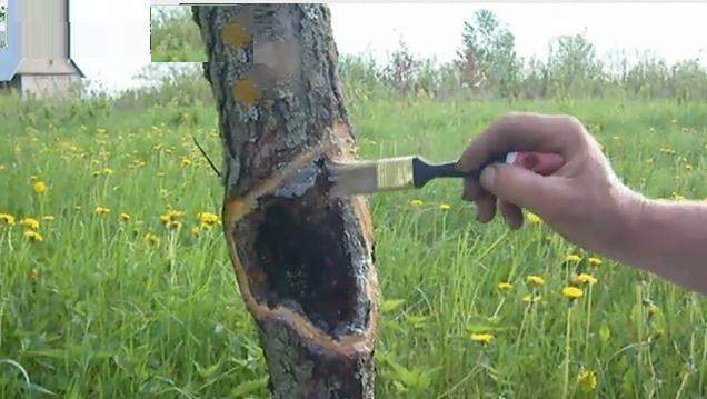 Обработка ран деревьев